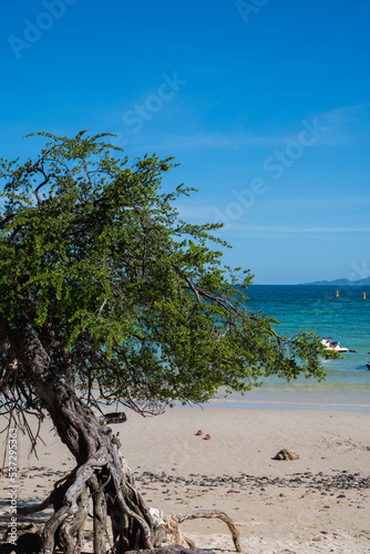 Fototapeta Naklejka Na Ścianę i Meble -  Tree with seascape in Koh larn island in pattaya beach, Thailand