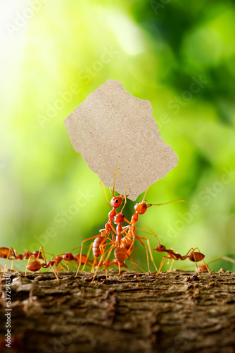 ants carrying a sheet of paper on nature background, vertical.                        