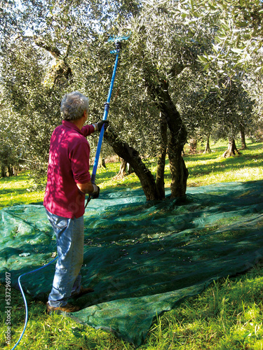Tableau sur toile Olive harvest, Sabina, Italy