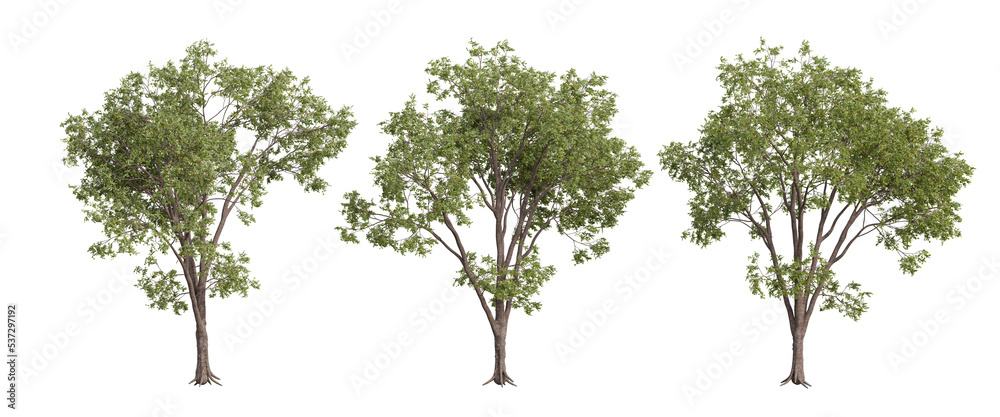Fototapeta premium tree isolated on transparent background , tree 3d render