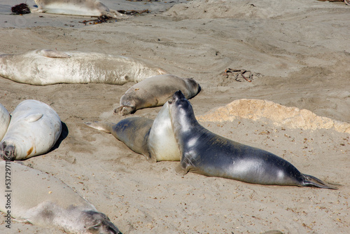 Elephant seals laying on the beach. Two seals playing with each other