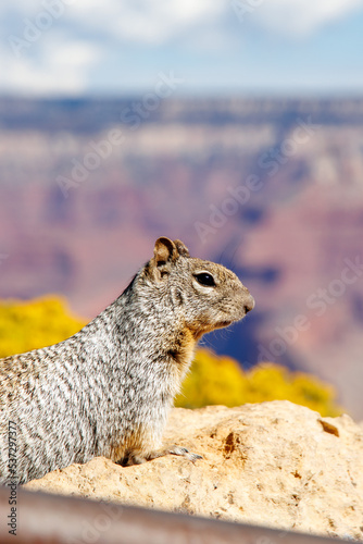 Squirrel on the rock in Grand Canyon National Park in Arizona. Gran Canyon wildlife. South rim of Grand Canyon