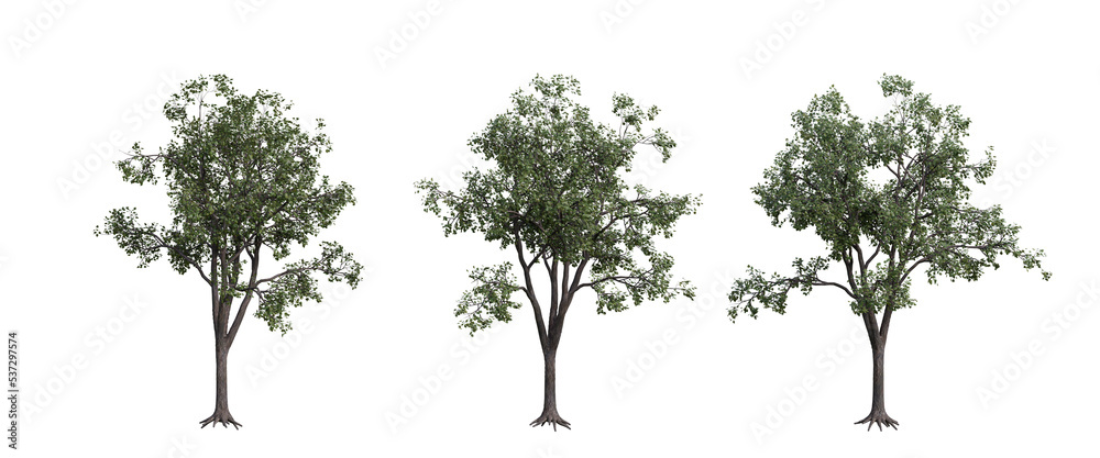 tree isolated on transparent background , tree 3d render tree isolated on transparent background , tree 3d render