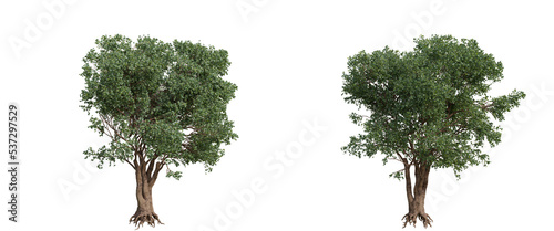 tree isolated on transparent background   tree 3d render