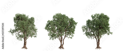 tree isolated on transparent background , tree 3d render © background photo
