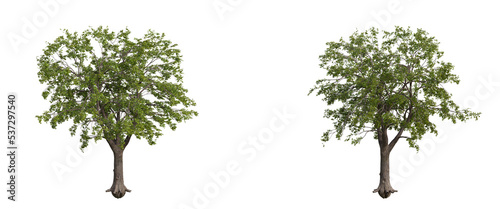 tree isolated on transparent background   tree 3d render