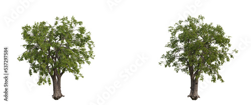 Wallpaper Mural tree isolated on transparent background , tree 3d render Torontodigital.ca