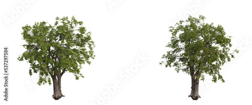 tree isolated on transparent background   tree 3d render