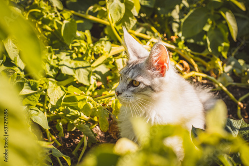 Katze versteckt sich im Garten