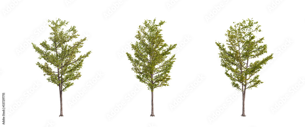 tree isolated on transparent background , tree 3d render tree isolated on transparent background , tree 3d render