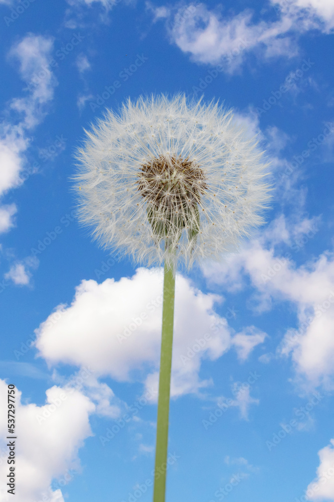 Dandelion with seeds on a blue sky with cloud background Dandelion with seeds on a blue sky with cloud background