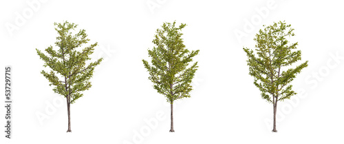 tree isolated on transparent background   tree 3d render