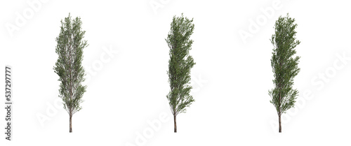 tree isolated on transparent background , tree 3d render