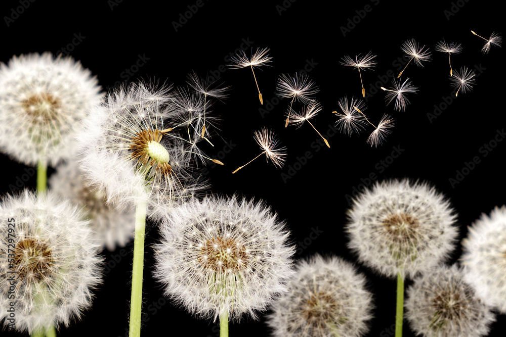 Dandelion with seeds blowing away in the wind across on black background. Dandelion with seeds blowing away in the wind across on black background.