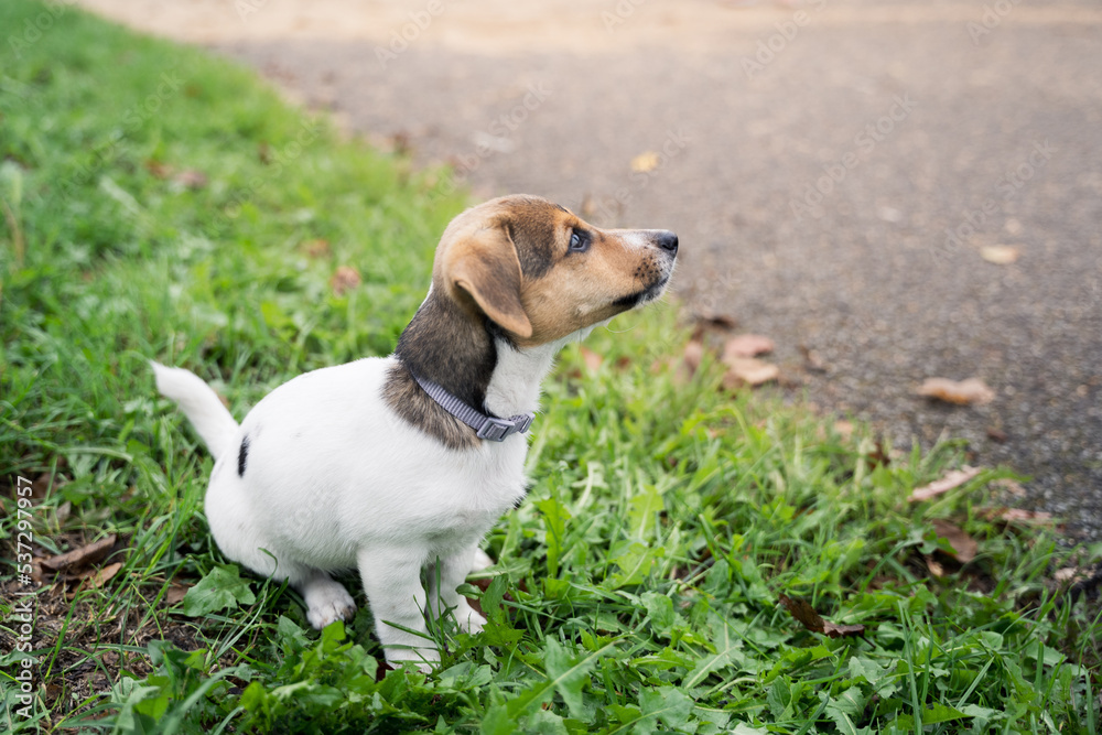 Adorable little jack russel terrier puppy sitting on a grass in a park, walking with home pets, new dog friend.