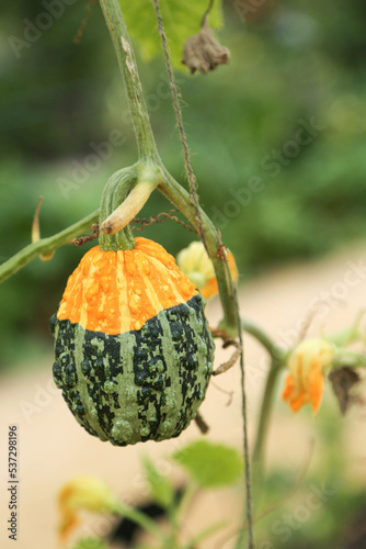 One warty pumpkin of green and orange color is hanging on the stem against the background of greenery in the garden. photo