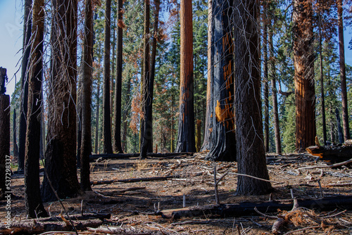 Burnt sequoia trees in Sequoia National park after a huge wildfire in the summer of 2022 