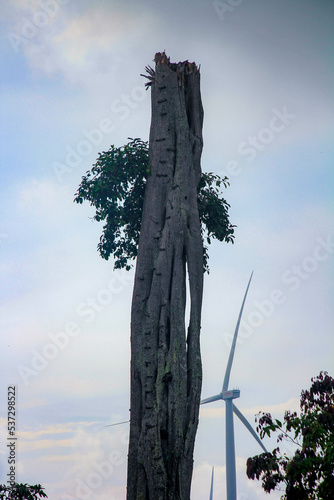 tree and sky