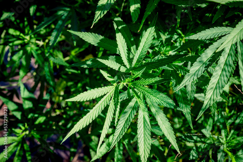 Wall Mural Plant de Cannabidiol CBD Chanvre