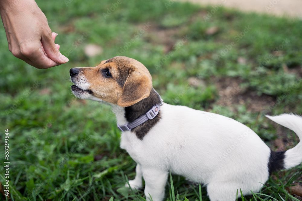 Close up portrait of an adorable little jack russel terrier puppy, outdoors dog training, walk with home pets, new animal friend.
