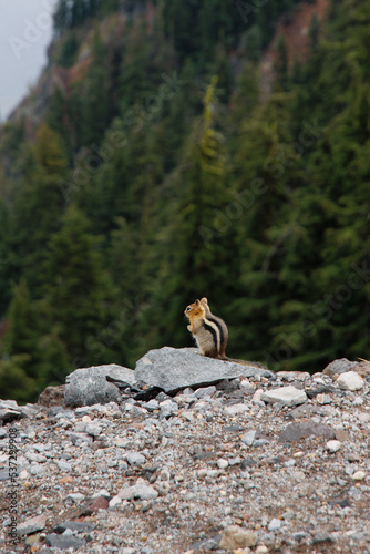 Cute little chipmunk standing on the cliff of Crater lake 