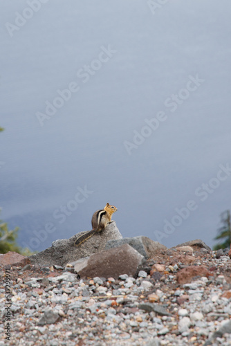 Cute little chipmunk standing on the cliff of Crater lake 