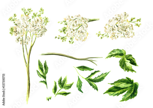 Photos Meadowsweet or Spiraea ulmaria medical herb,  plant set