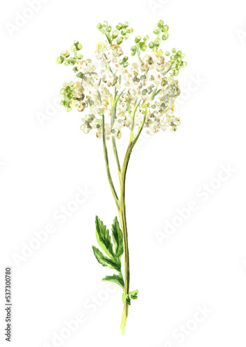 Meadowsweet or Spiraea ulmaria medical herb, plant. Hand drawn watercolor illustration isolated on white background