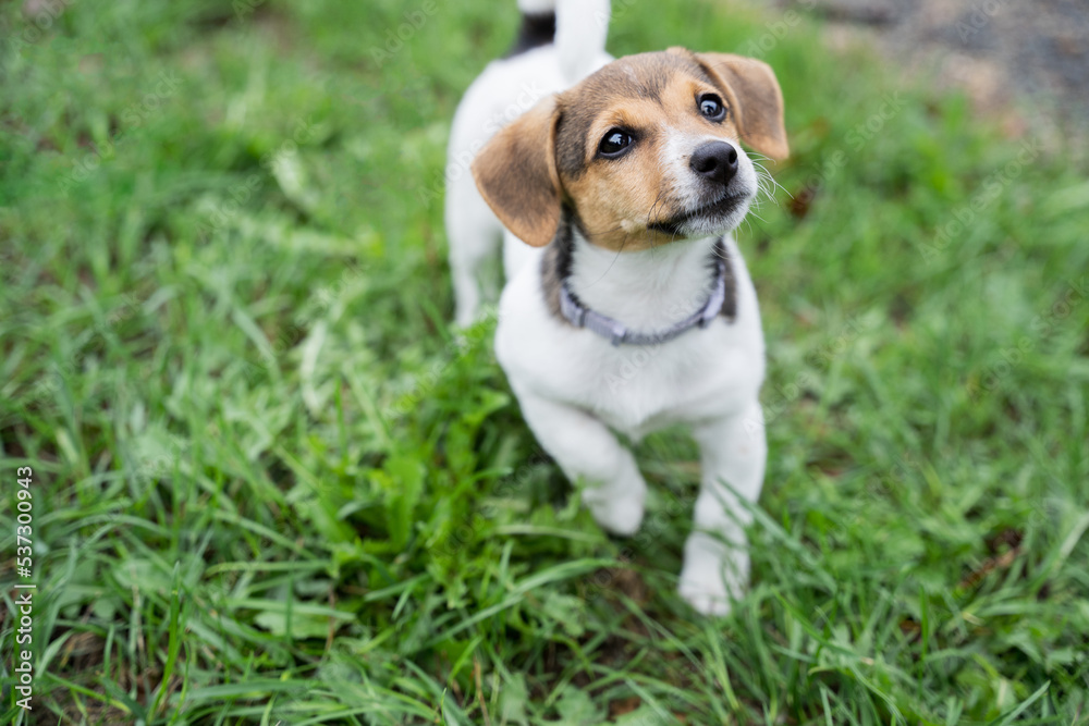 Close up portrait of an adorable little jack russel terrier puppy on a grass in a park, walk with home pets, new dog friend.