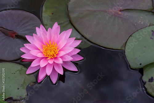 lotus flower is floating on the water