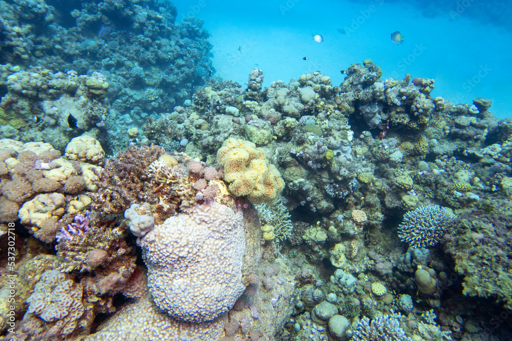 Fototapeta premium Colorful, picturesque coral reef at bottom of tropical sea, hard corals, underwater landscape