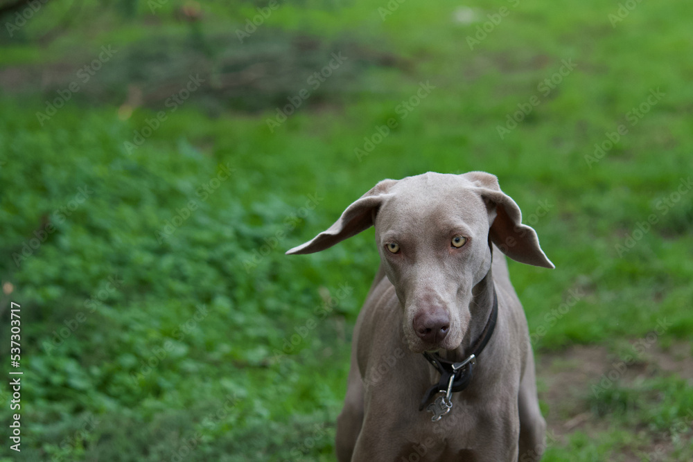 Close portrait of a beautiful weimaraner dog walking in nature in a park near Lyon, France Close portrait of a beautiful weimaraner dog walking in nature in a park near Lyon, France