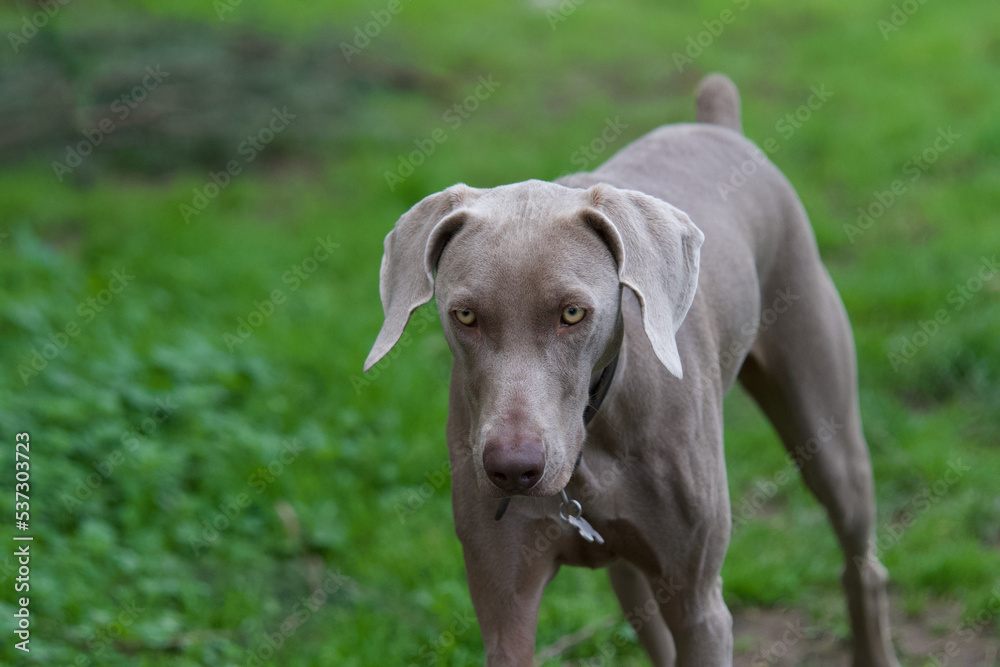 Close portrait of a beautiful weimaraner dog walking in nature in a park near Lyon, France