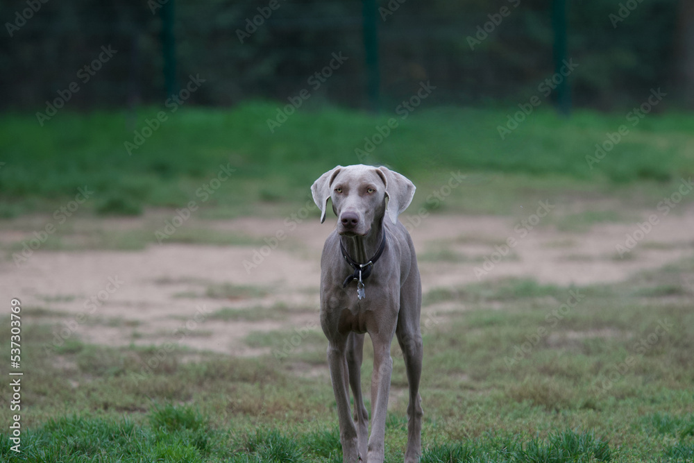 One beautiful Weimaraner dog in a dog park looking away with a serious attitude.