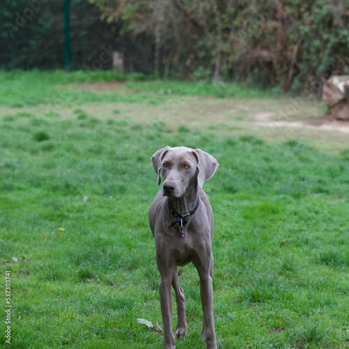 One beautiful Weimaraner dog in a dog park looking away with a serious attitude.