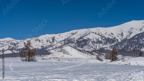 Snow-covered wooded mountain range against the blue sky. The road, trodden in snowdrifts, goes into the valley. Picturesque bare trees in the winter expanses. Altai