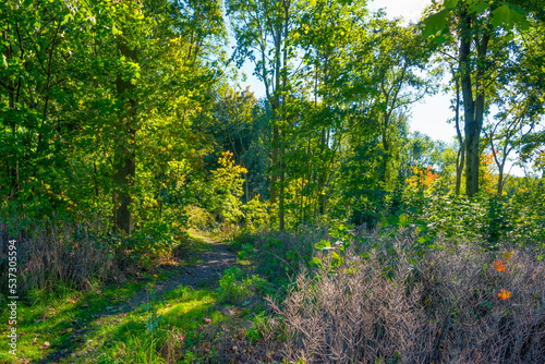 Colorful foliage and leaves of trees in a forest in bright sunlight in autumn, Voeren, Limburg, Belgium, October, 2022