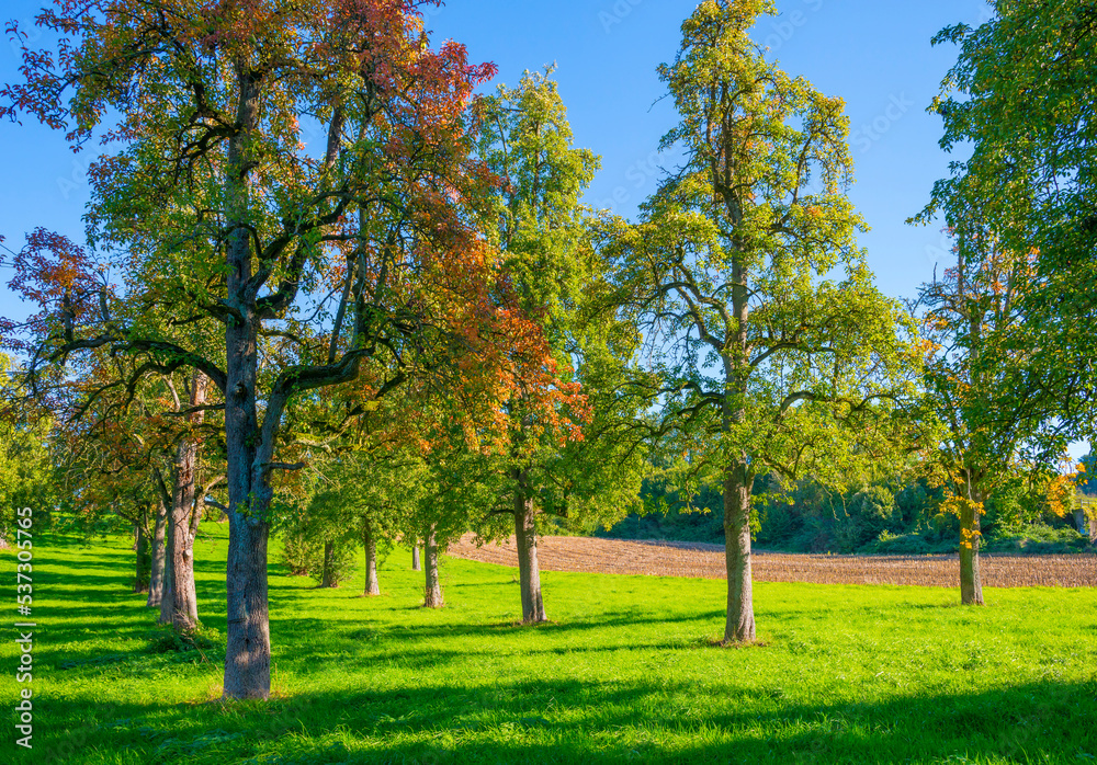 Fields and trees in a green hilly grassy landscape under a blue sky in sunlight in autumn, Voeren, Limburg, Belgium, October, 2022 Fields and trees in a green hilly grassy landscape under a blue sky in sunlight in autumn, Voeren, Limburg, Belgium, October, 2022
