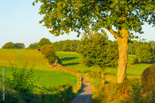 Fototapeta Naklejka Na Ścianę i Meble -  Fields and trees in a green hilly grassy landscape under a blue sky at sunrise in autumn, Voeren, Limburg, Belgium, October, 2022