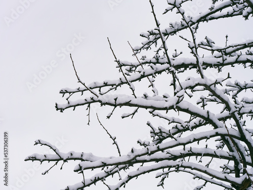 A close-up shot of tree branches covered with snow