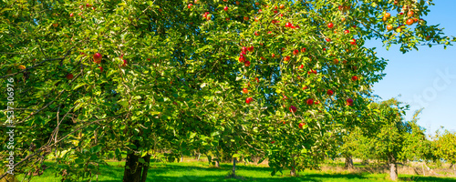 Apple trees in an orchard in a green grassy meadow in bright sunlight in autumn, Voeren, Limburg, Belgium, Voeren, Limburg, Belgium, October, 2022 photo