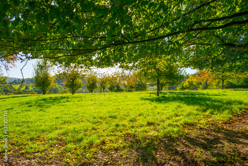Fototapeta Naklejka Na Ścianę i Meble -  Fields and trees in a green hilly grassy landscape under a blue sky in sunlight in autumn, Voeren, Limburg, Belgium, October, 2022