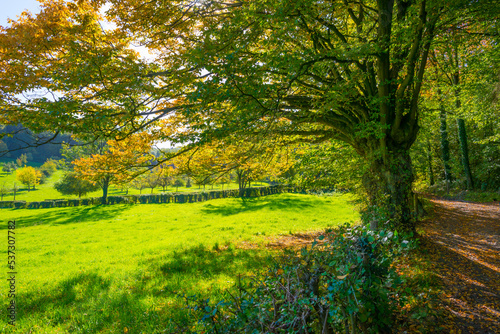 Fototapeta Naklejka Na Ścianę i Meble -  Fields and trees in a green hilly grassy landscape under a blue sky in sunlight in autumn, Voeren, Limburg, Belgium, October, 2022