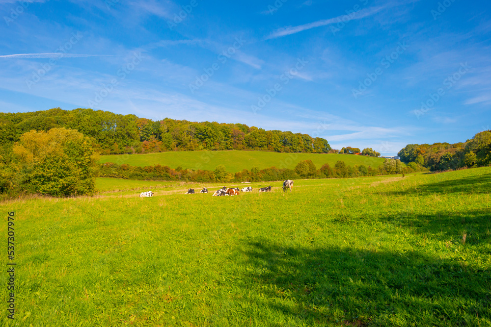 Fototapeta premium Fields and trees in a green hilly grassy landscape under a blue sky in sunlight in autumn, Voeren, Limburg, Belgium, October, 2022