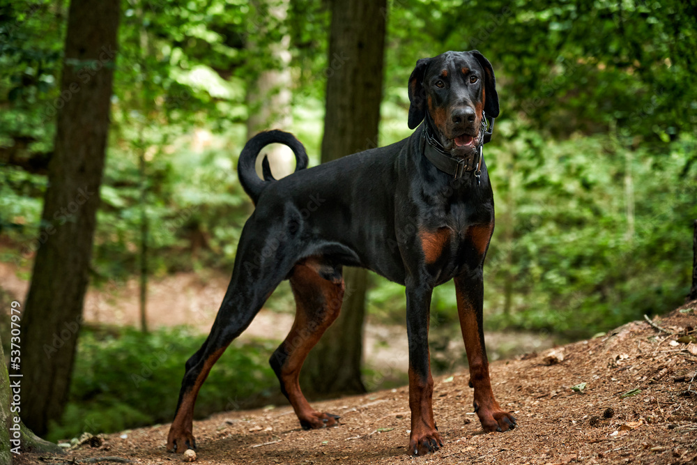 Doberman Puppy Doberman Puppy