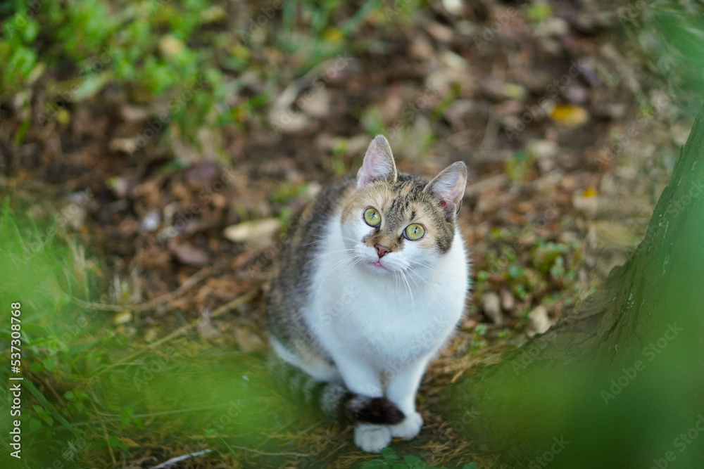 stray cat looking for food with leaves on bokeh background