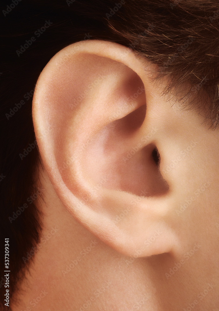 menschliches Ohr