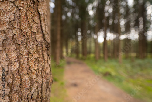 Country road in a wooden area with an unsharpend background.