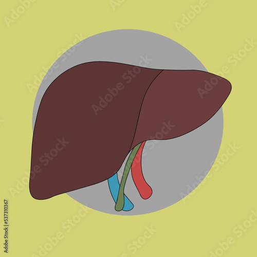 Human liver icon. Flat illustration of human liver icon for web design