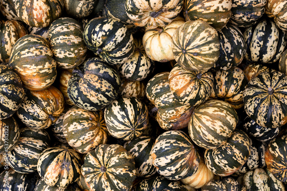 Background from decorative mini pumpkins. Top view, flat lay Background from decorative mini pumpkins. Top view, flat lay